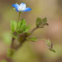 Common Field-speedwell